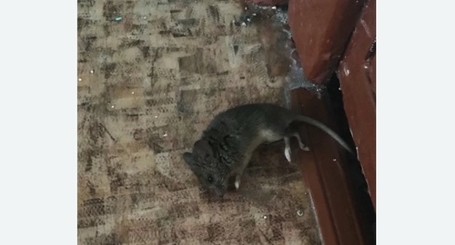 Дезинфекция от мышей в Даниловском районе Москвы