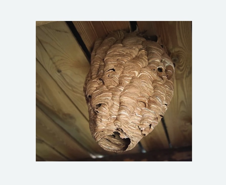 обработка от шершней в Даниловском районе Москвы