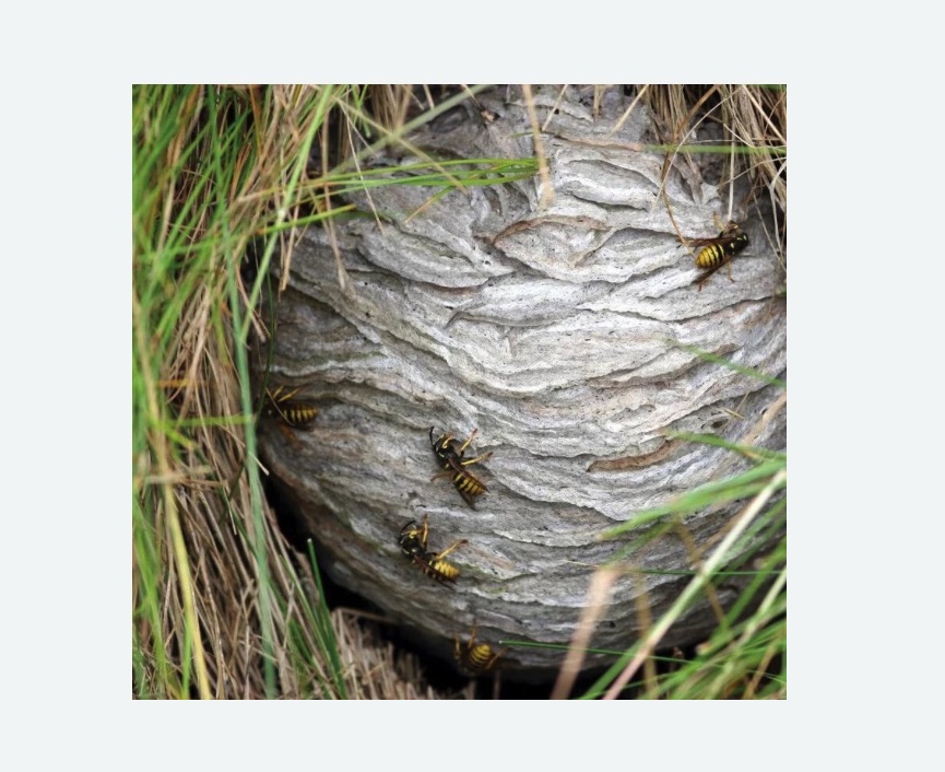 Уничтожение ос и ульев в Даниловском районе Москвы